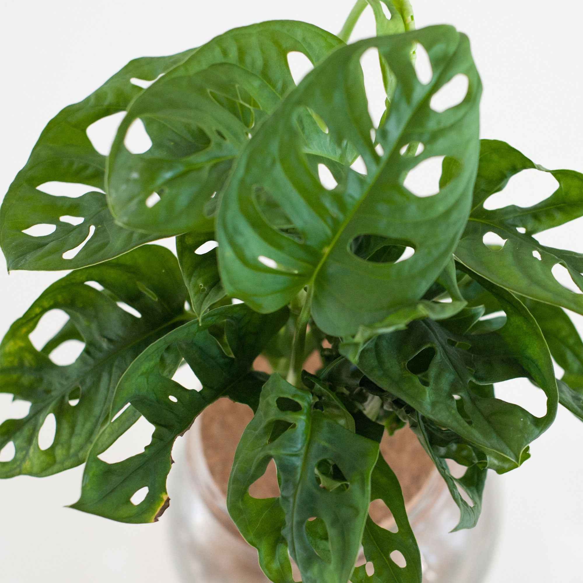 Monstera et son Ampoule vase avec LED - Image 4
