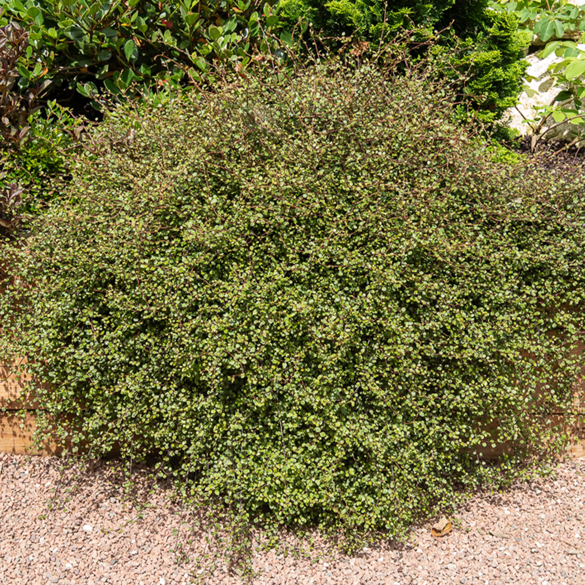 Muehlenbeckia complexa