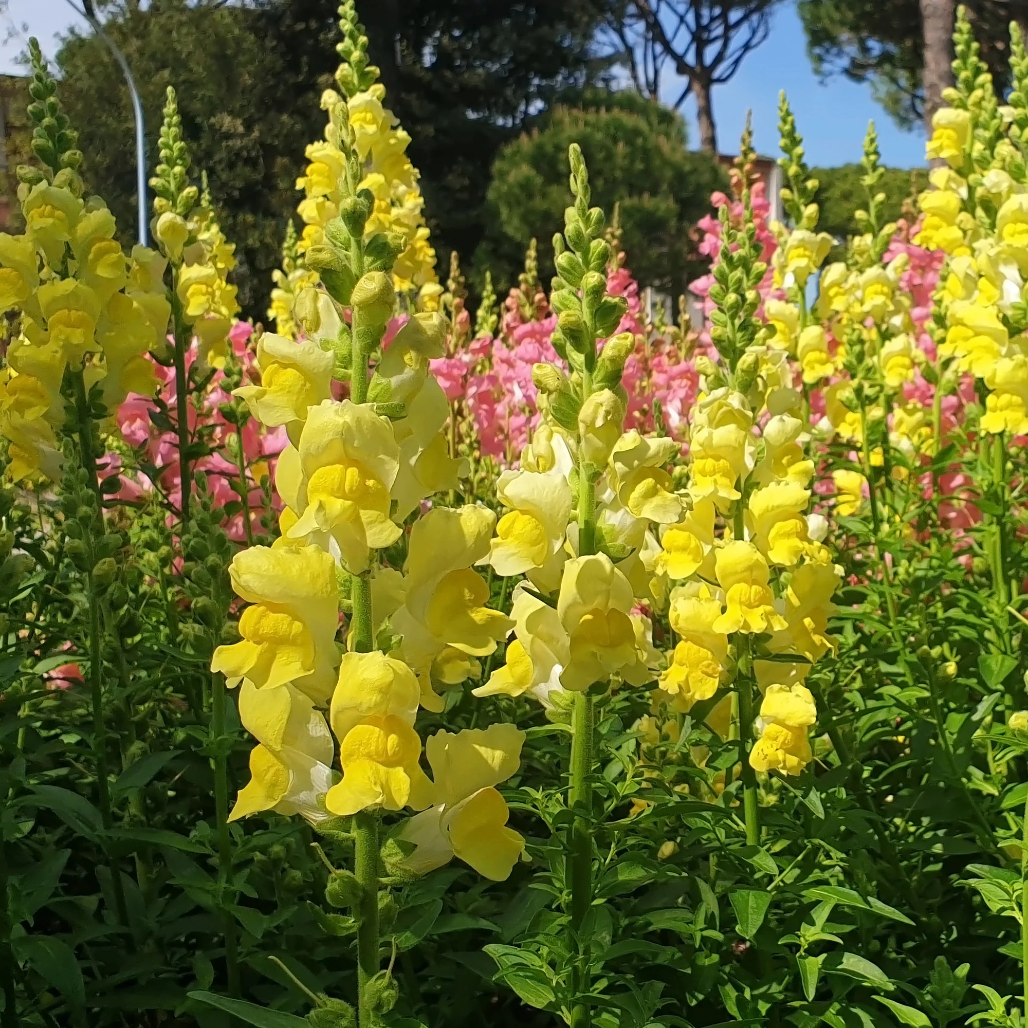 Muflier jaune