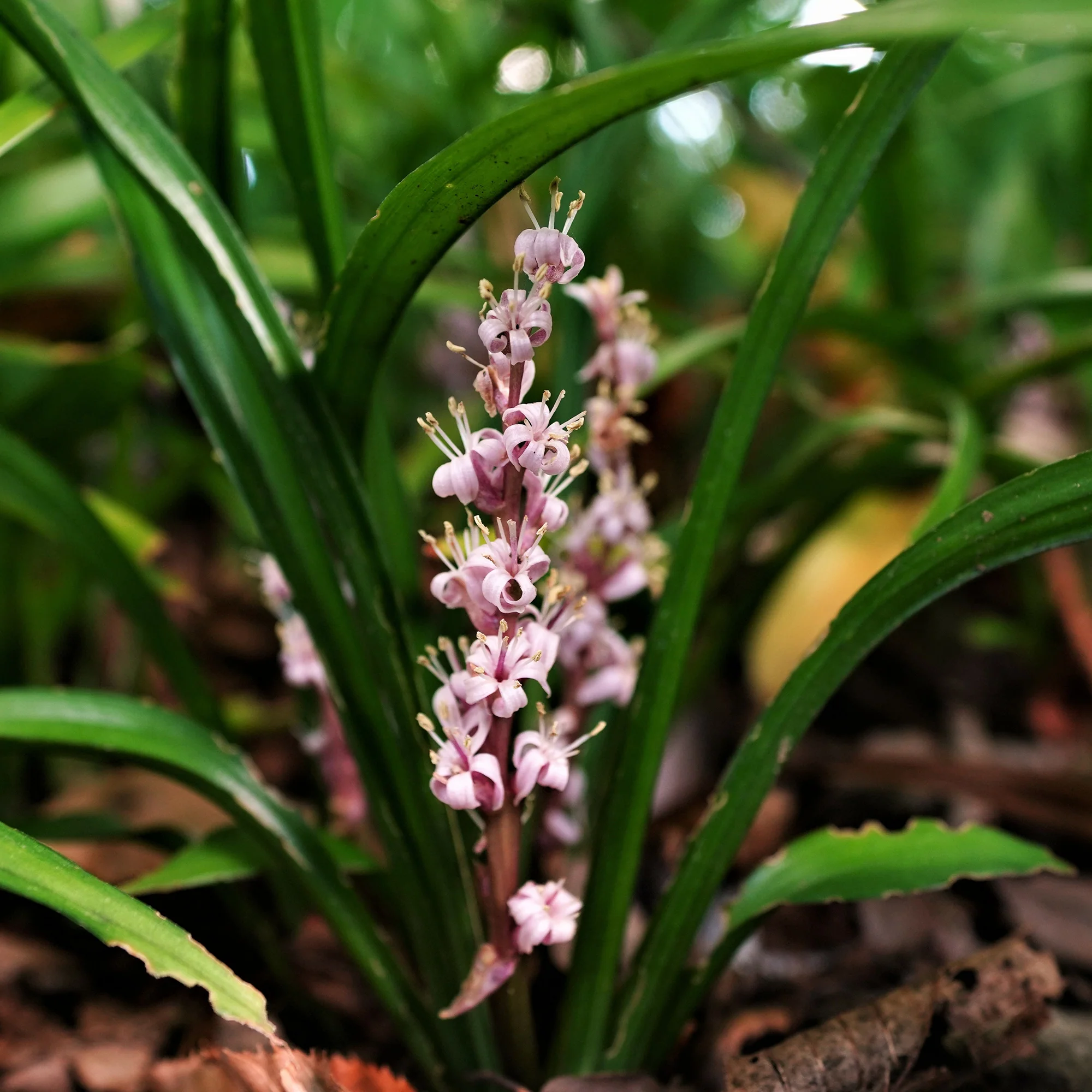 Muguet de Chine