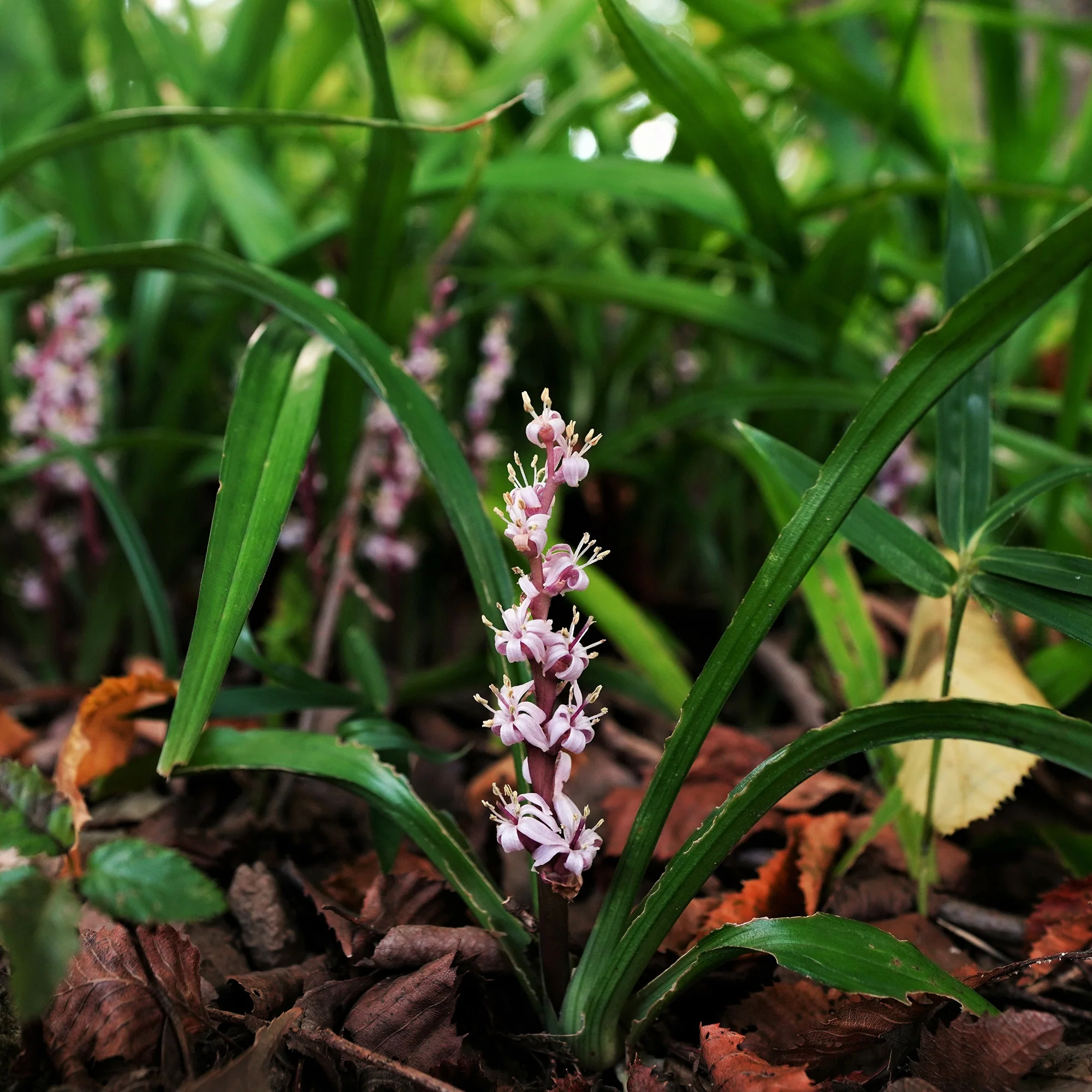 Muguet de Chine - Image 2