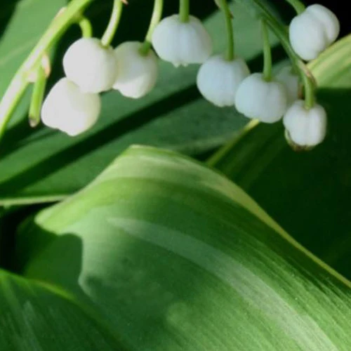 Muguet Hofheim
