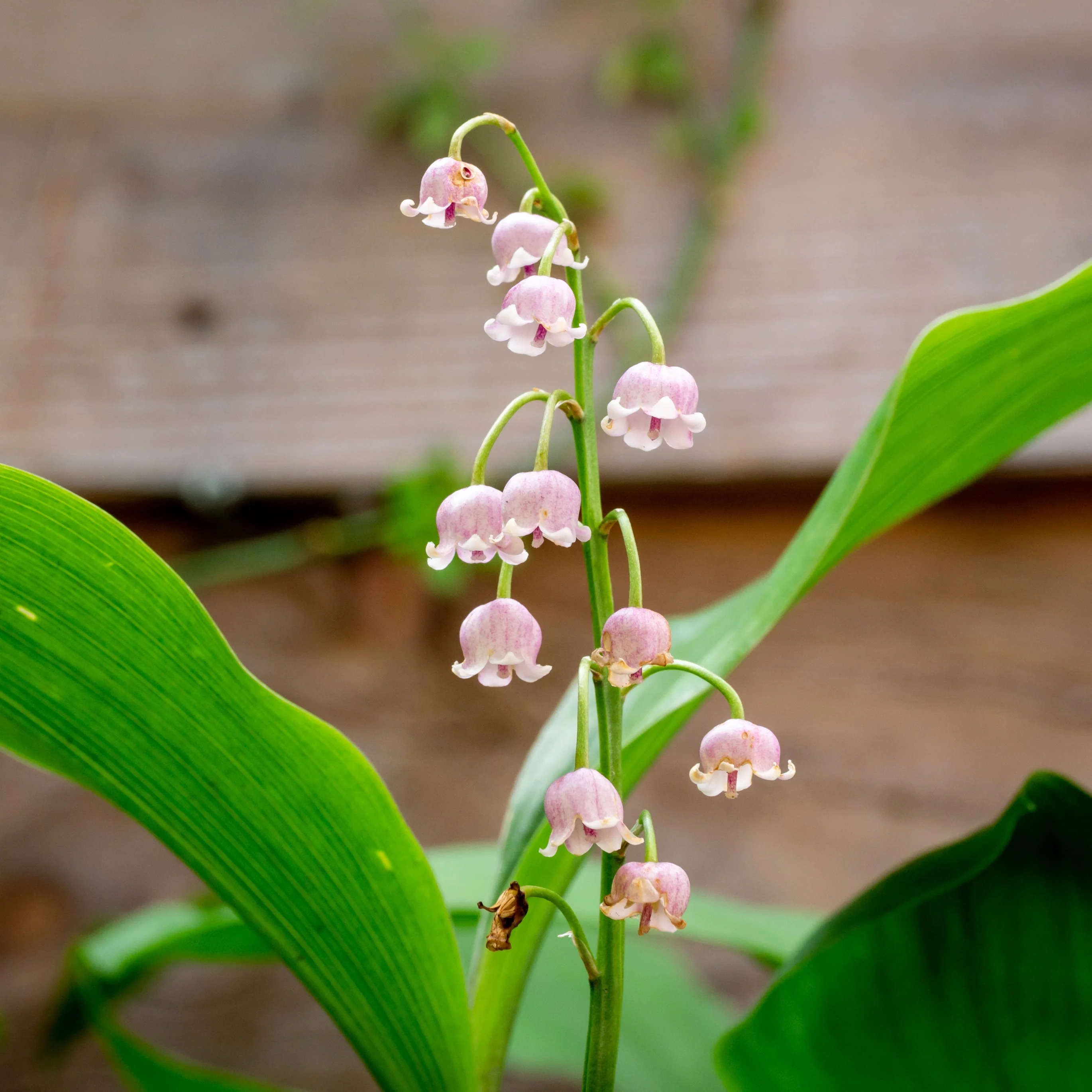 Muguet rose - Image 2