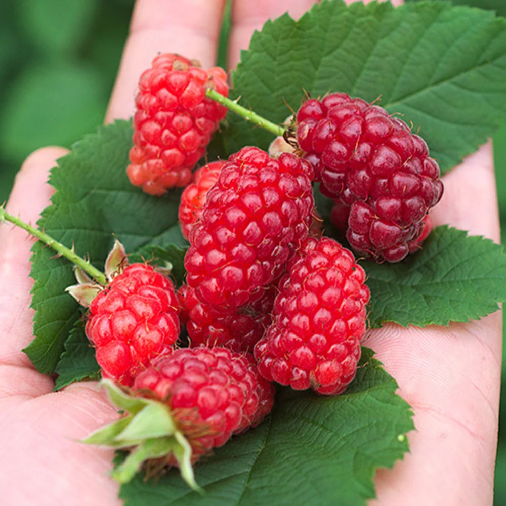 Mûre-framboise Bounty Berry