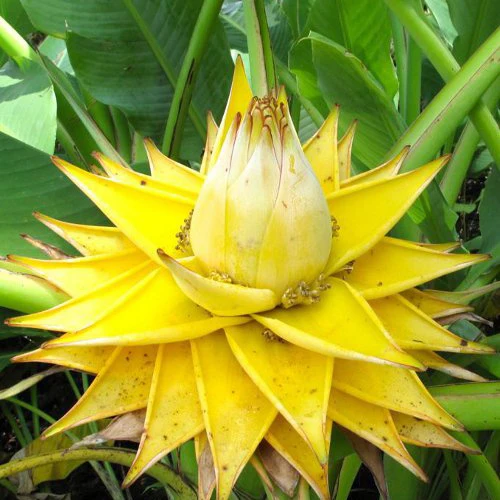 Musella : Lotus D'or
