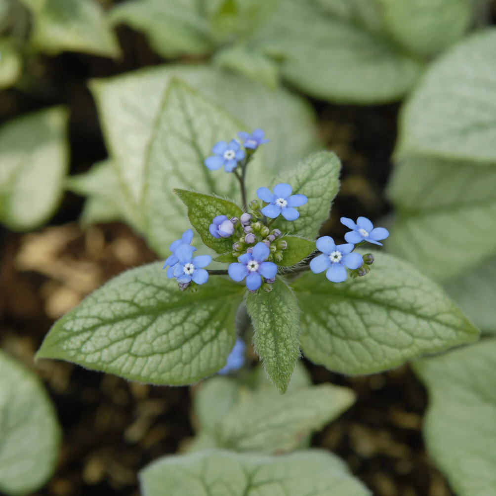 Myosotis du Caucase Looking Glass - Image 3