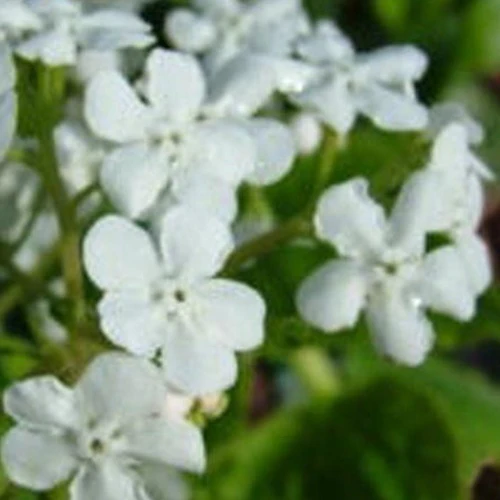 Myosotis du Caucase Marley's White