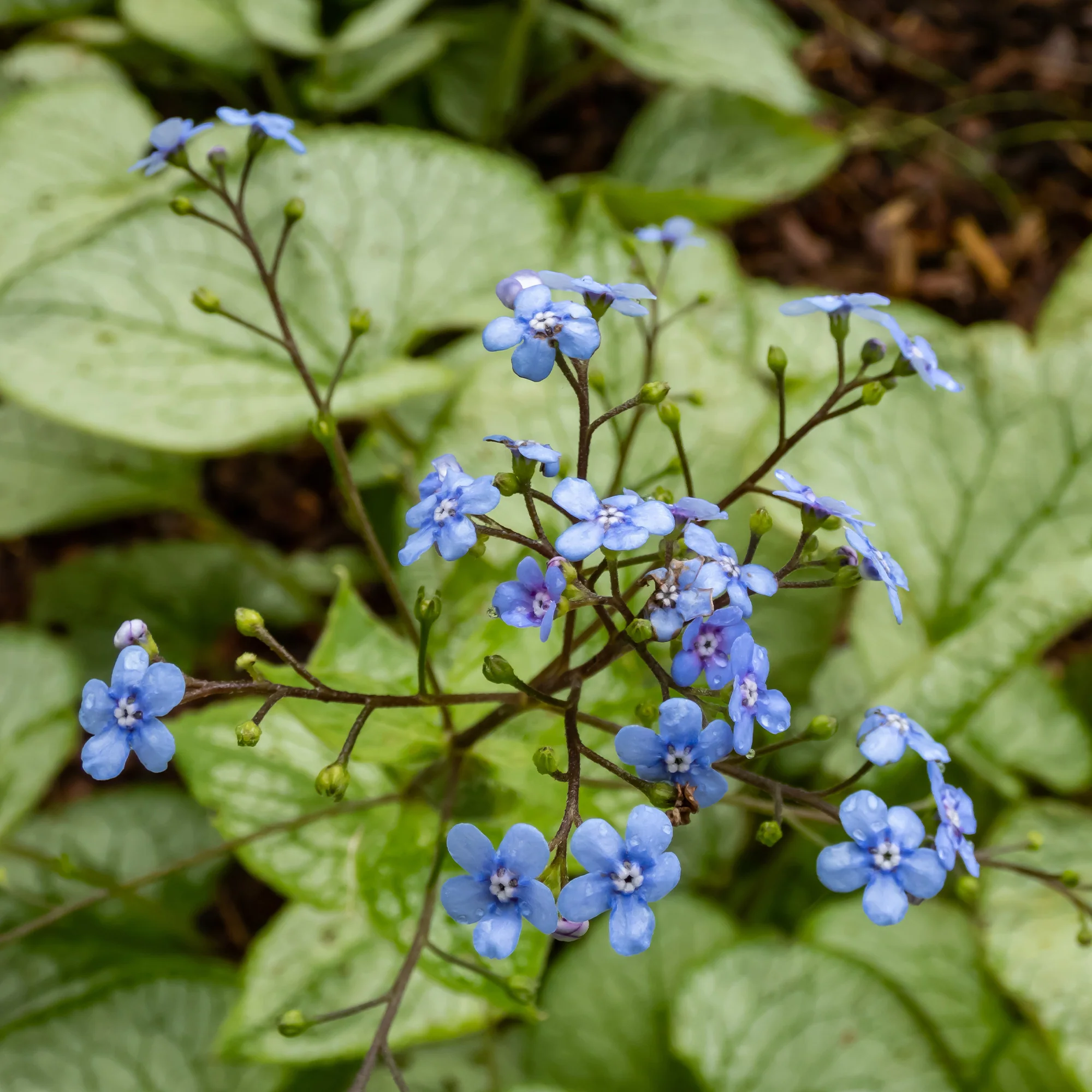 Myosotis du Caucase Silver Heart® - Image 2