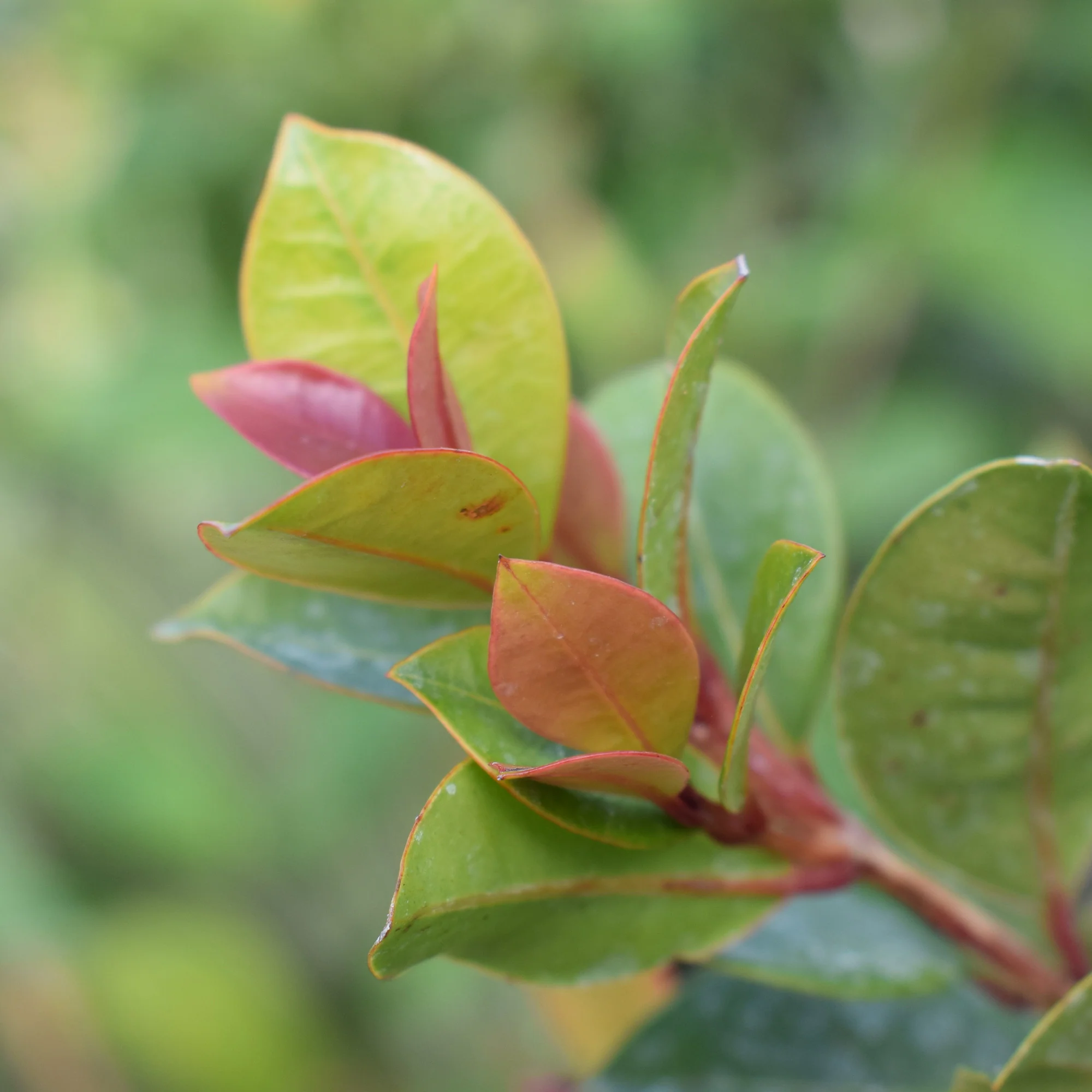 Myrte d'Australie Newport - Eugenia - Image 2