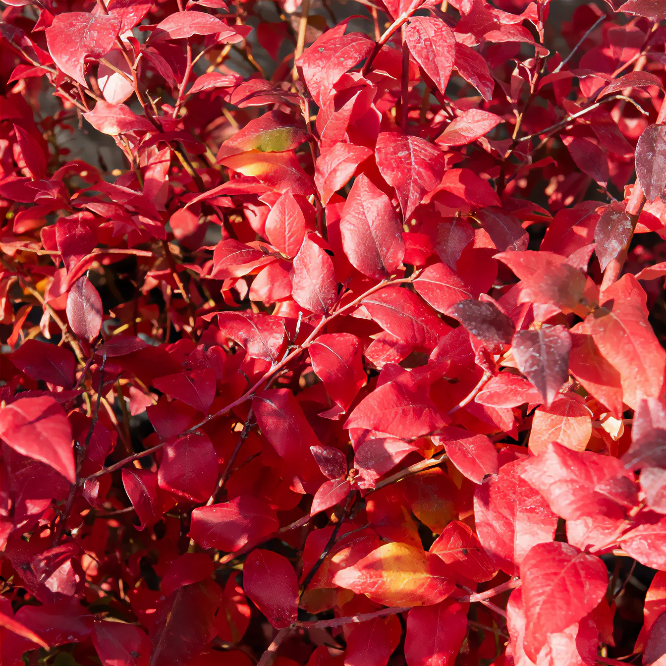 Myrtillier Blue Crop - Image 2