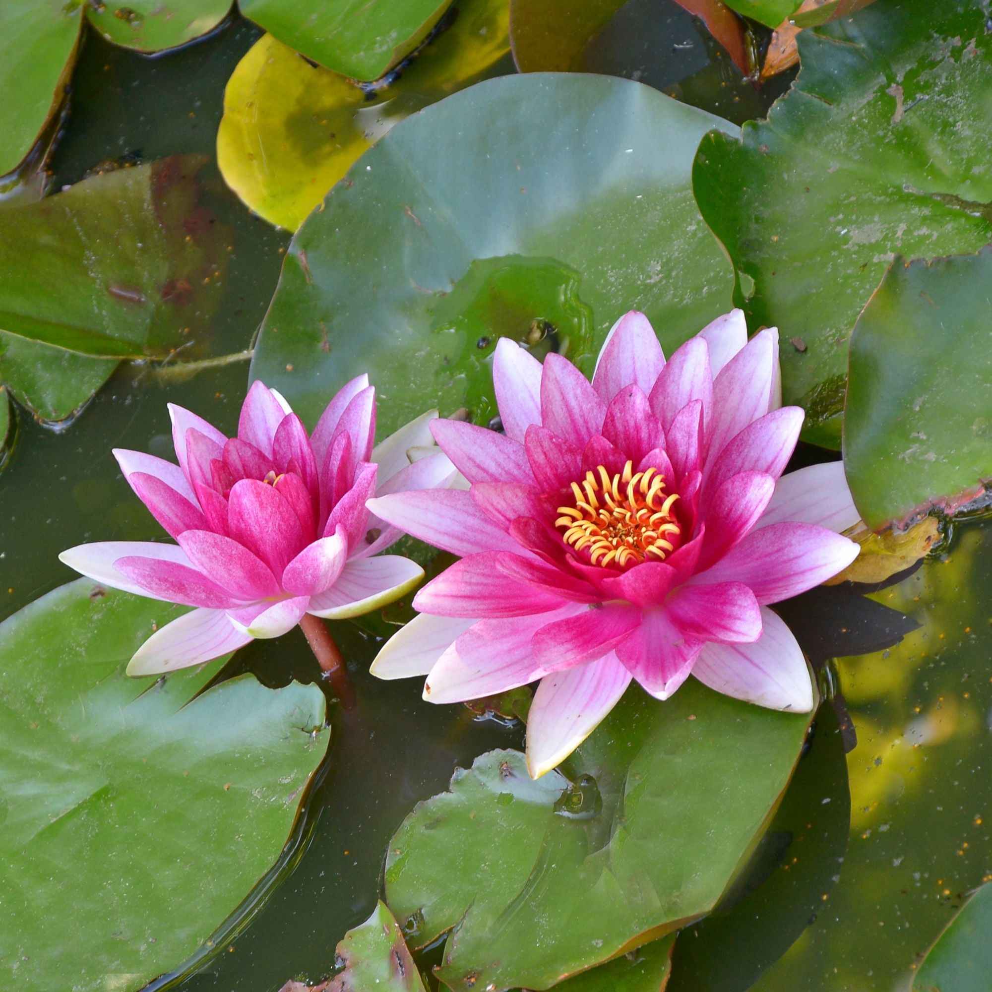 Nénuphar Escarboucle