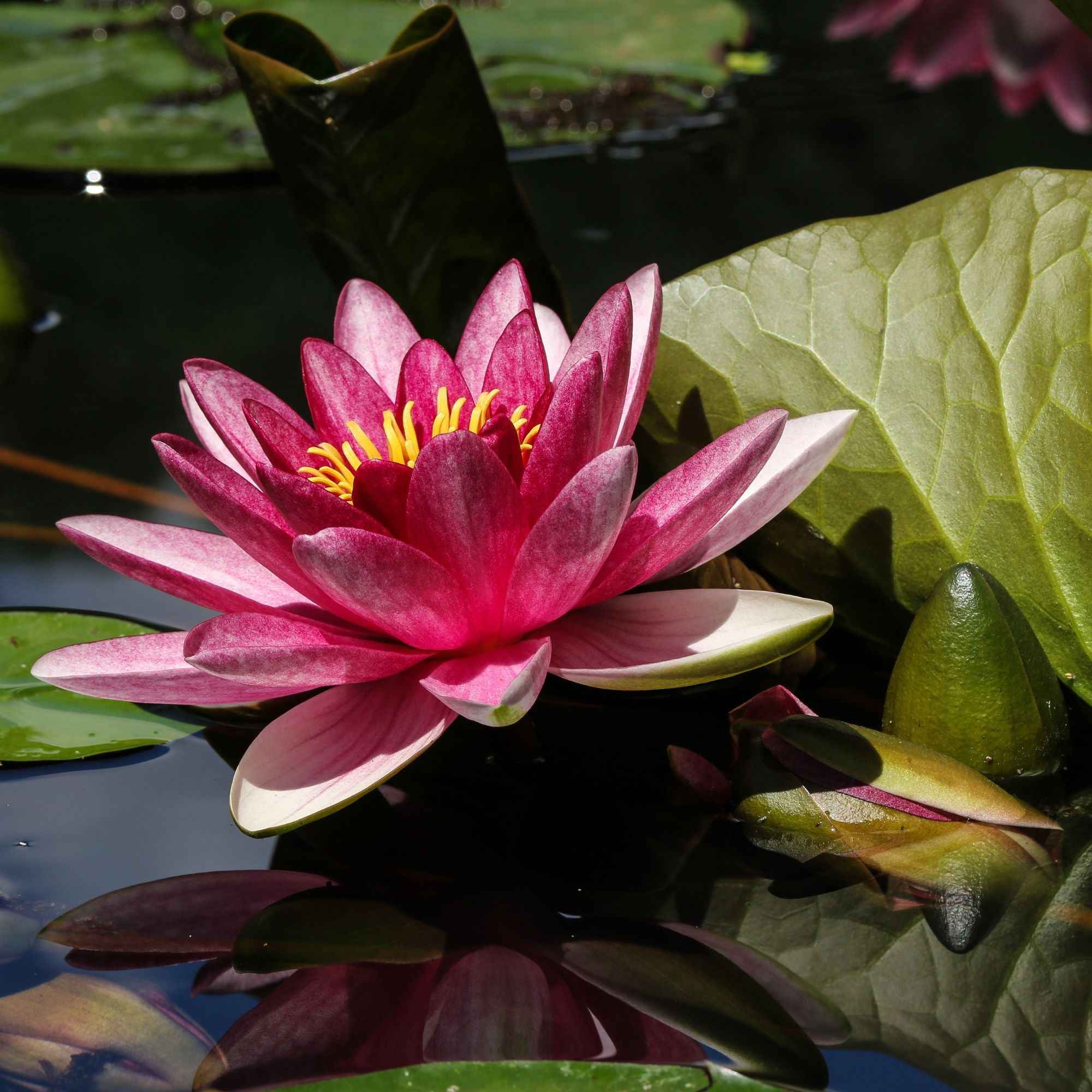 Nénuphar James Brydon