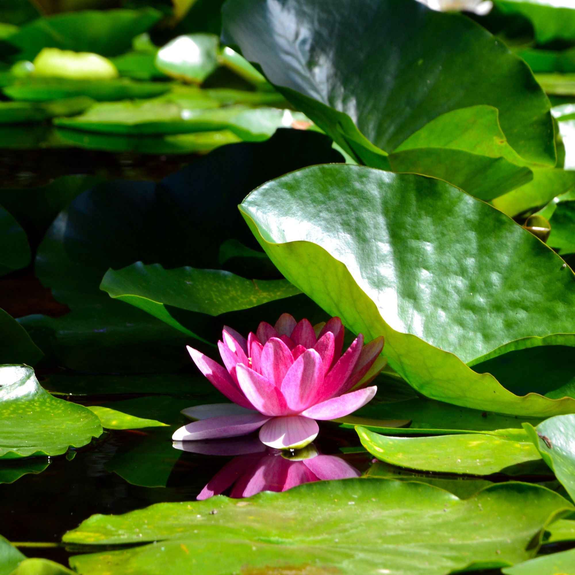 Nénuphar James Brydon - Image 2