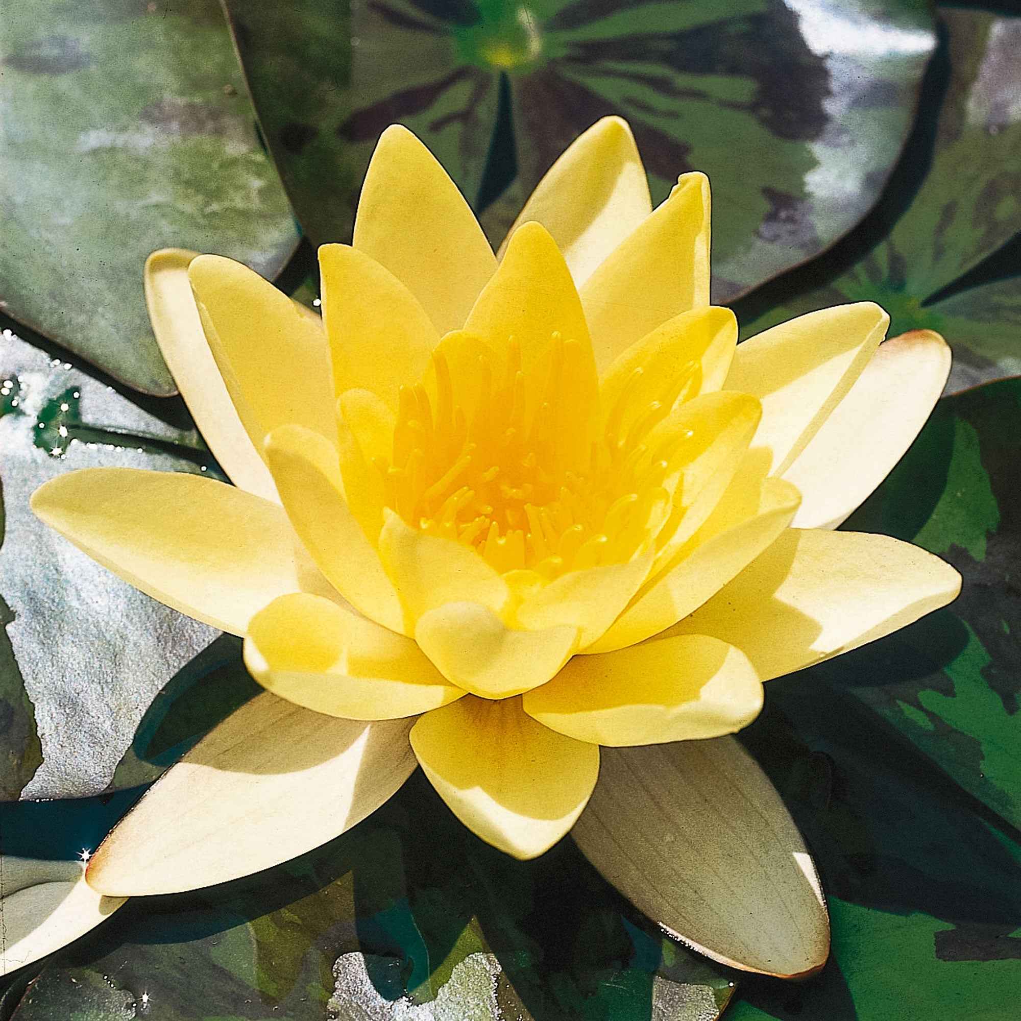 Nénuphar Marliacea Chromatella
