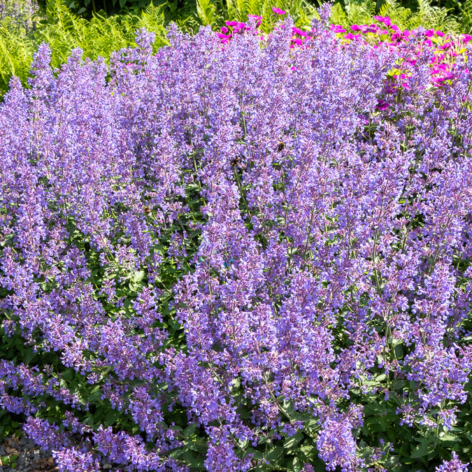 Nepeta Junior Walker - Image 3