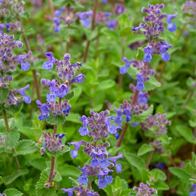Nepeta mussinii - Image 2