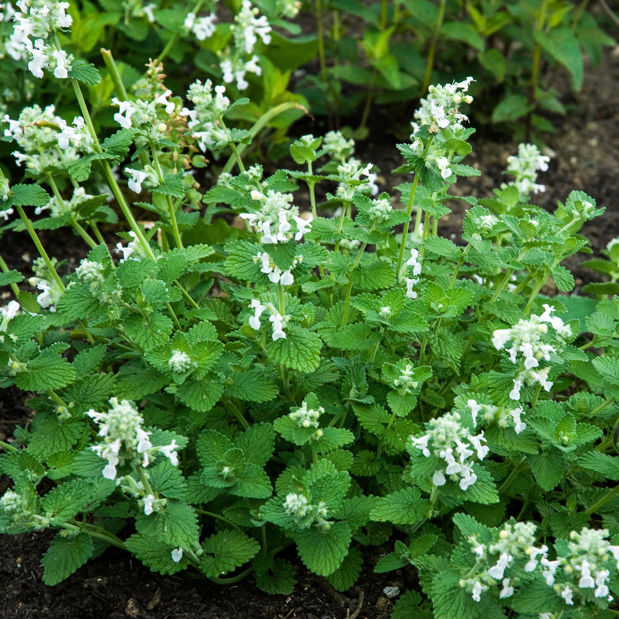 Nepeta Snowflake
