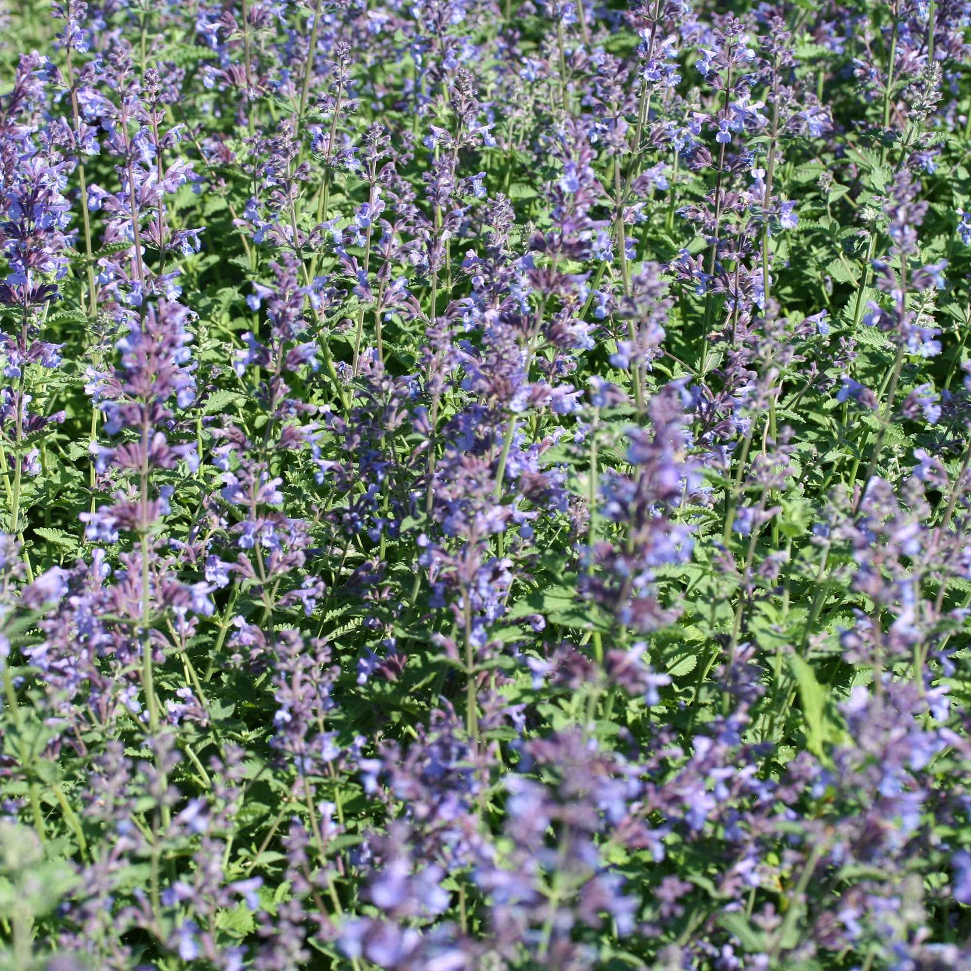 Nepeta Walker's Low