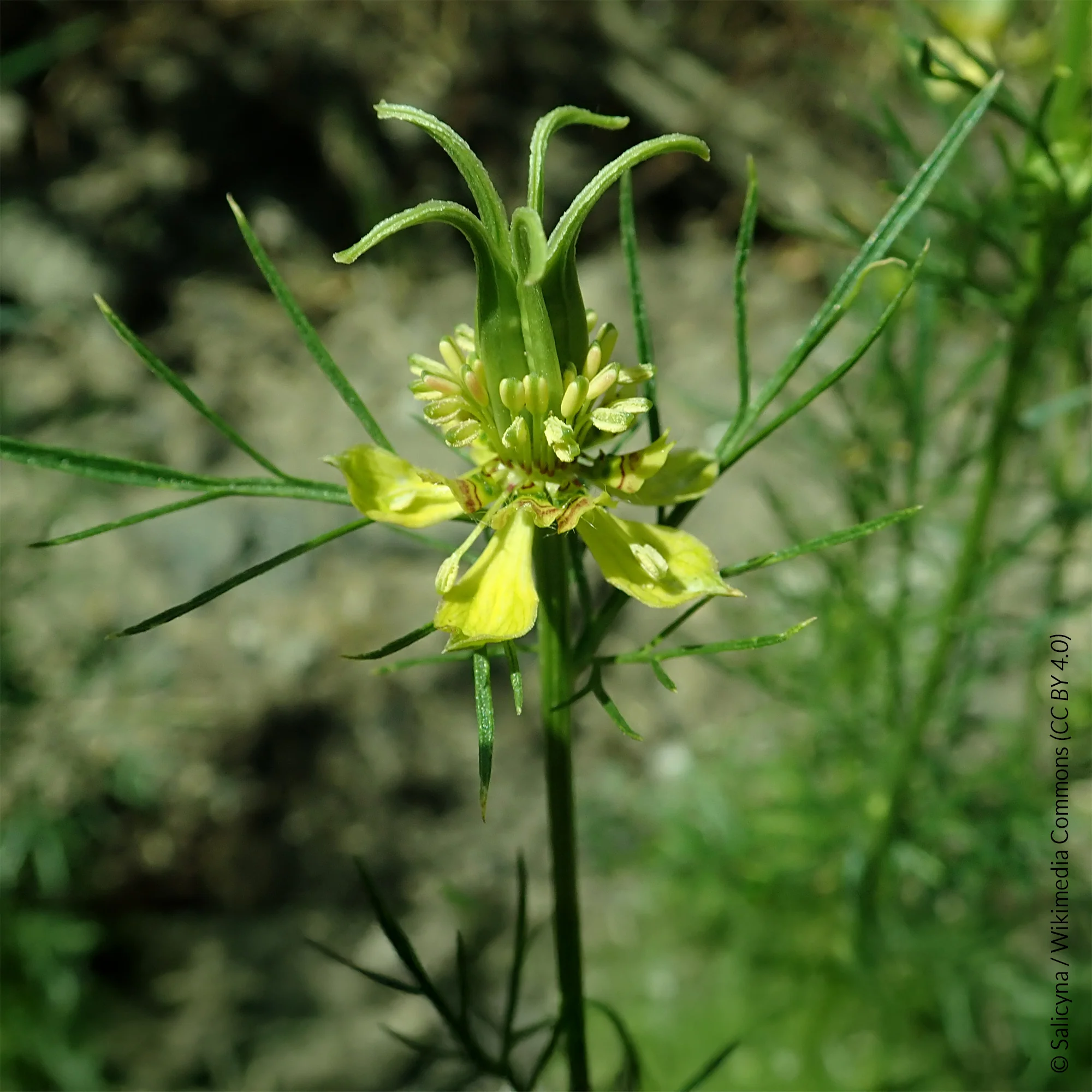 Nigelle d'Orient Transformer