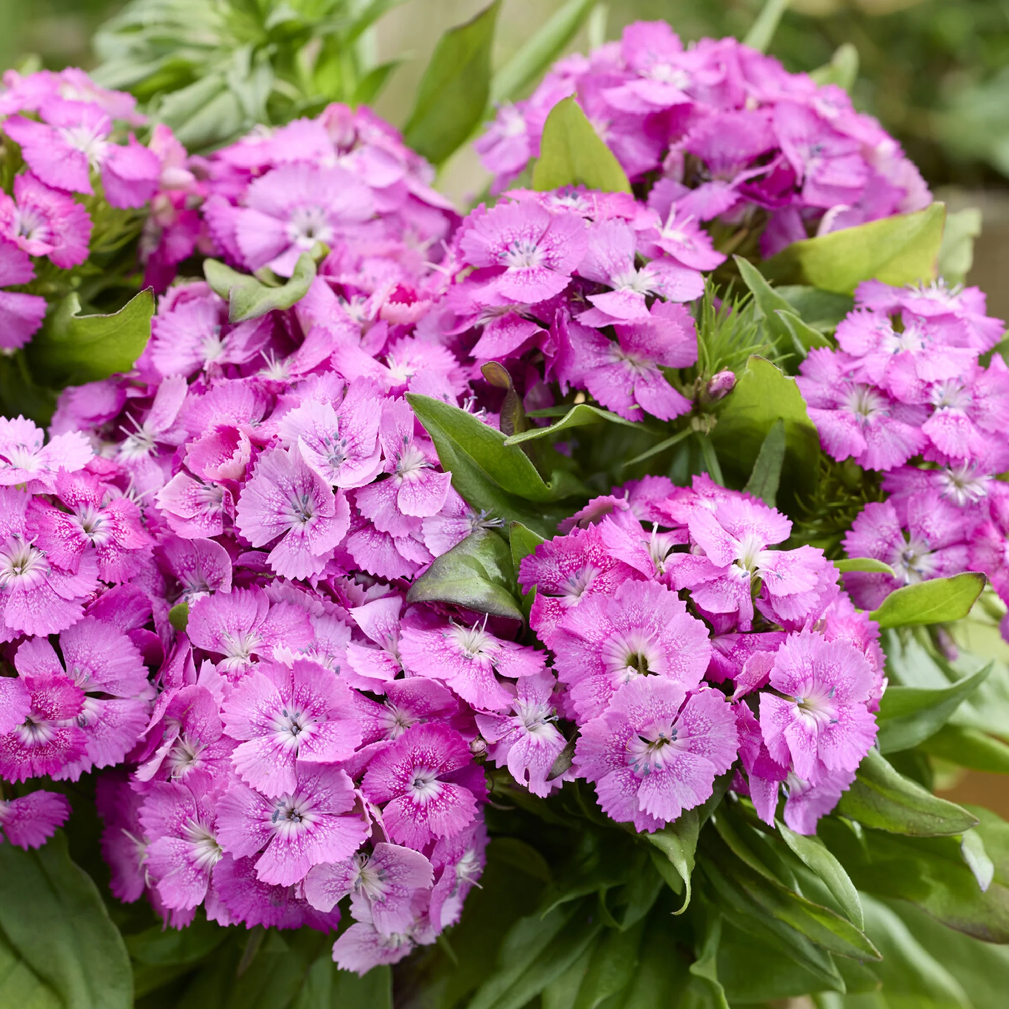 Œillet de poète Barbarini Pink - Image 2