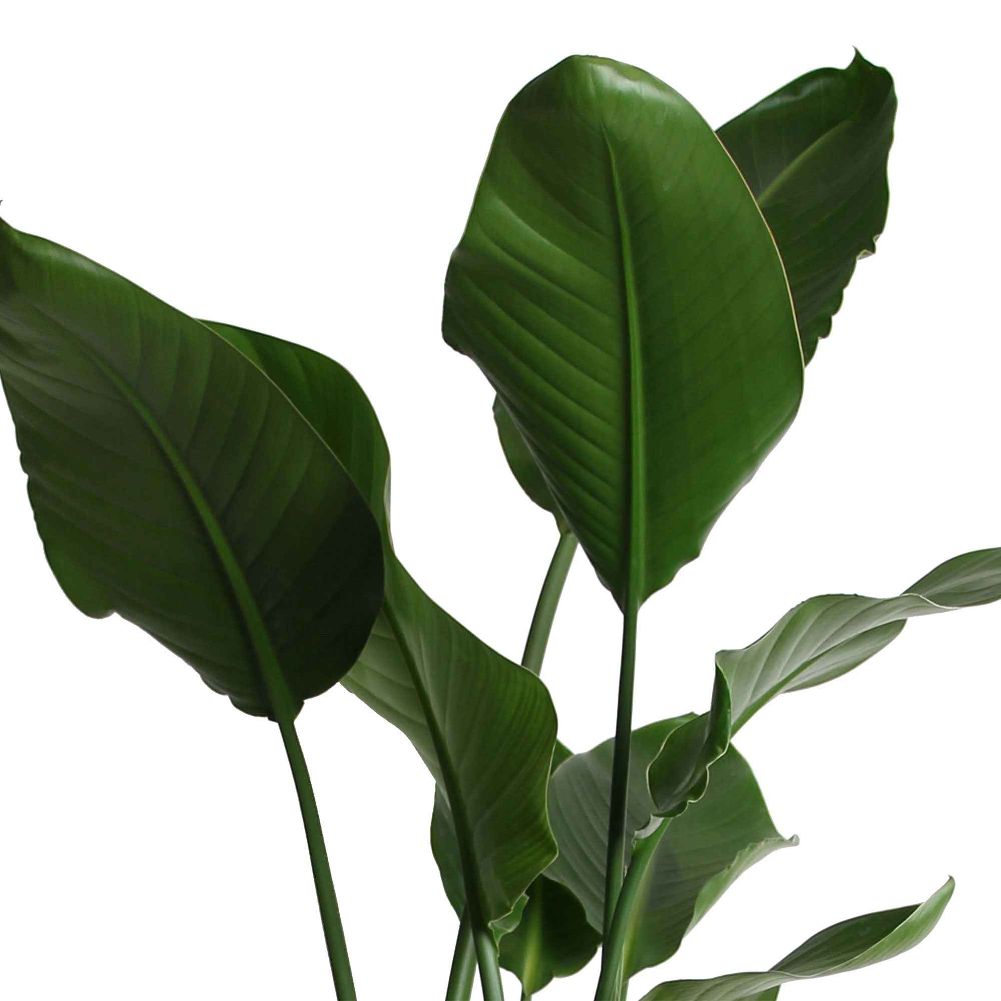 Oiseau du paradis - Strelitzia nicolai - Image 3
