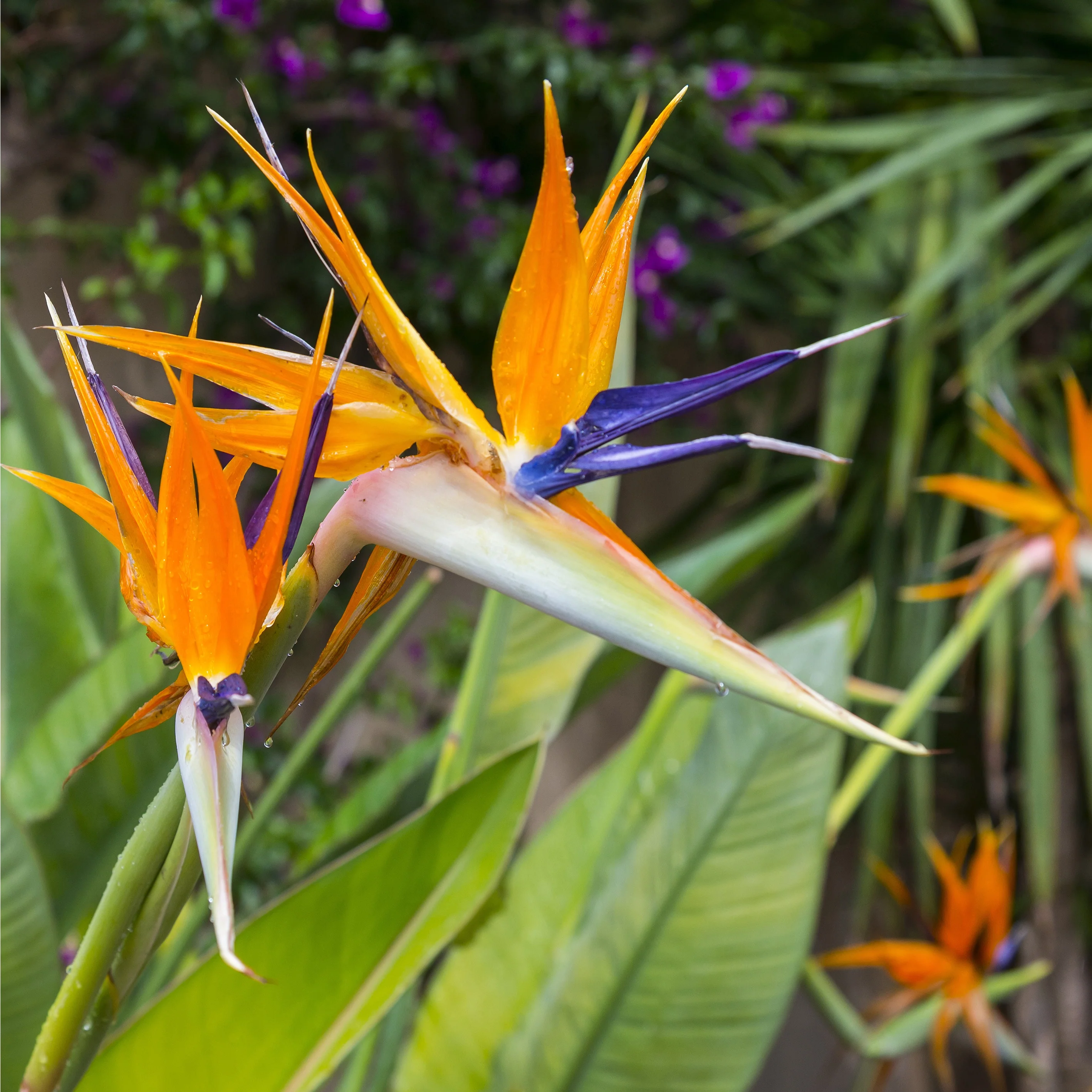Oiseau du paradis - Strelitzia reginae - Image 3