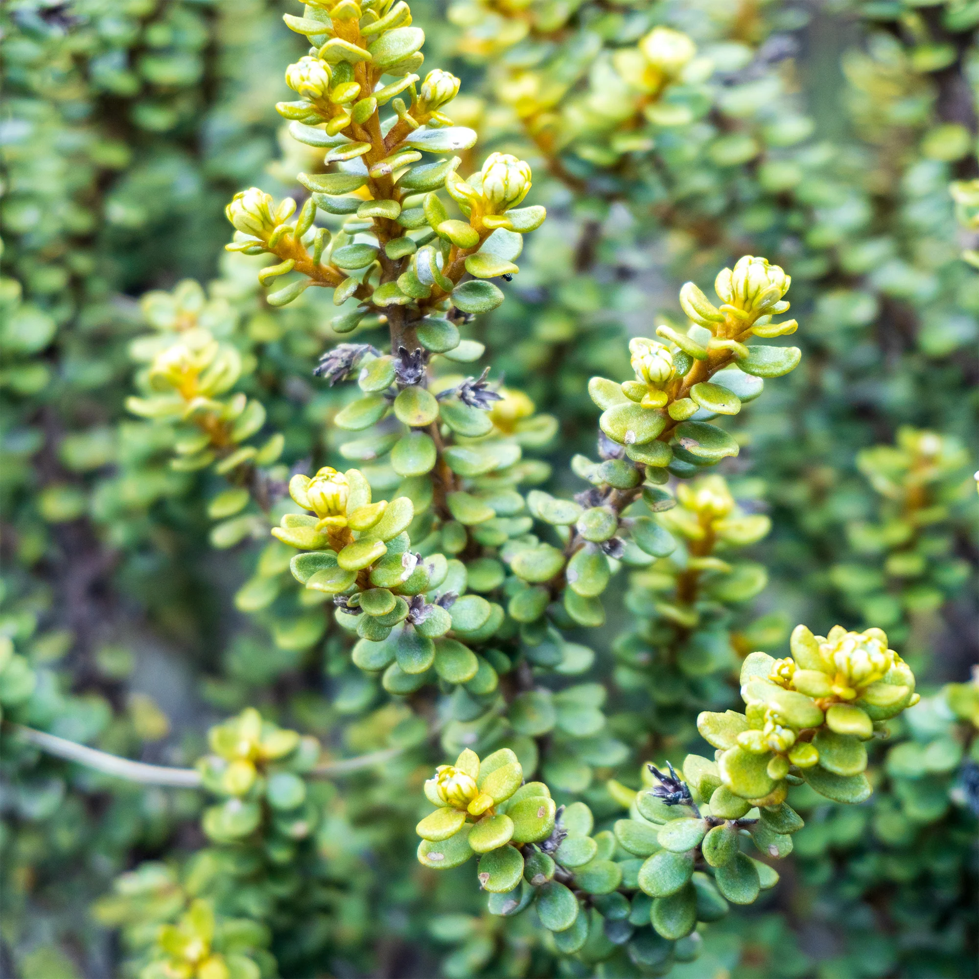 Olearia nummulariifolia