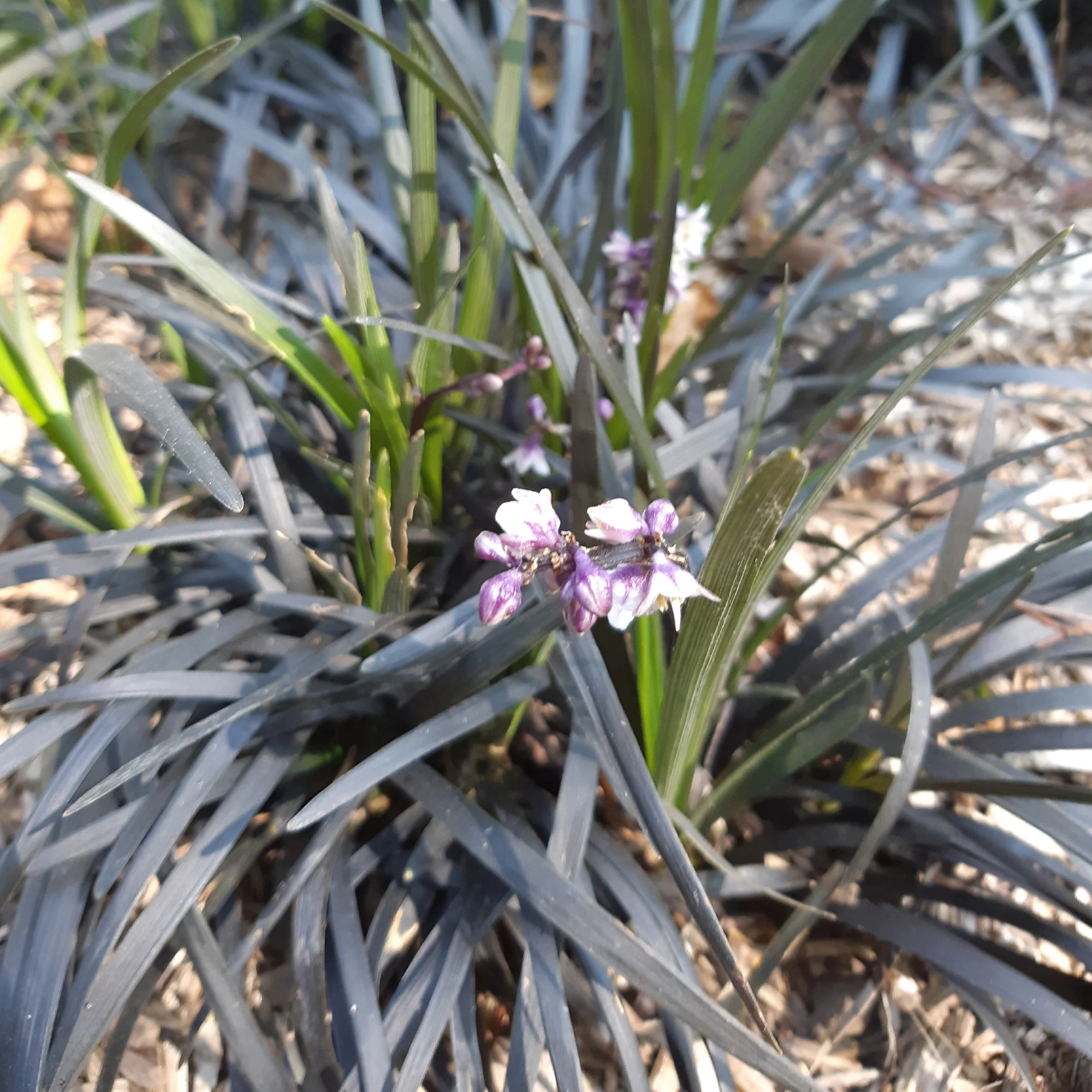Ophiopogon noir Niger - Image 2
