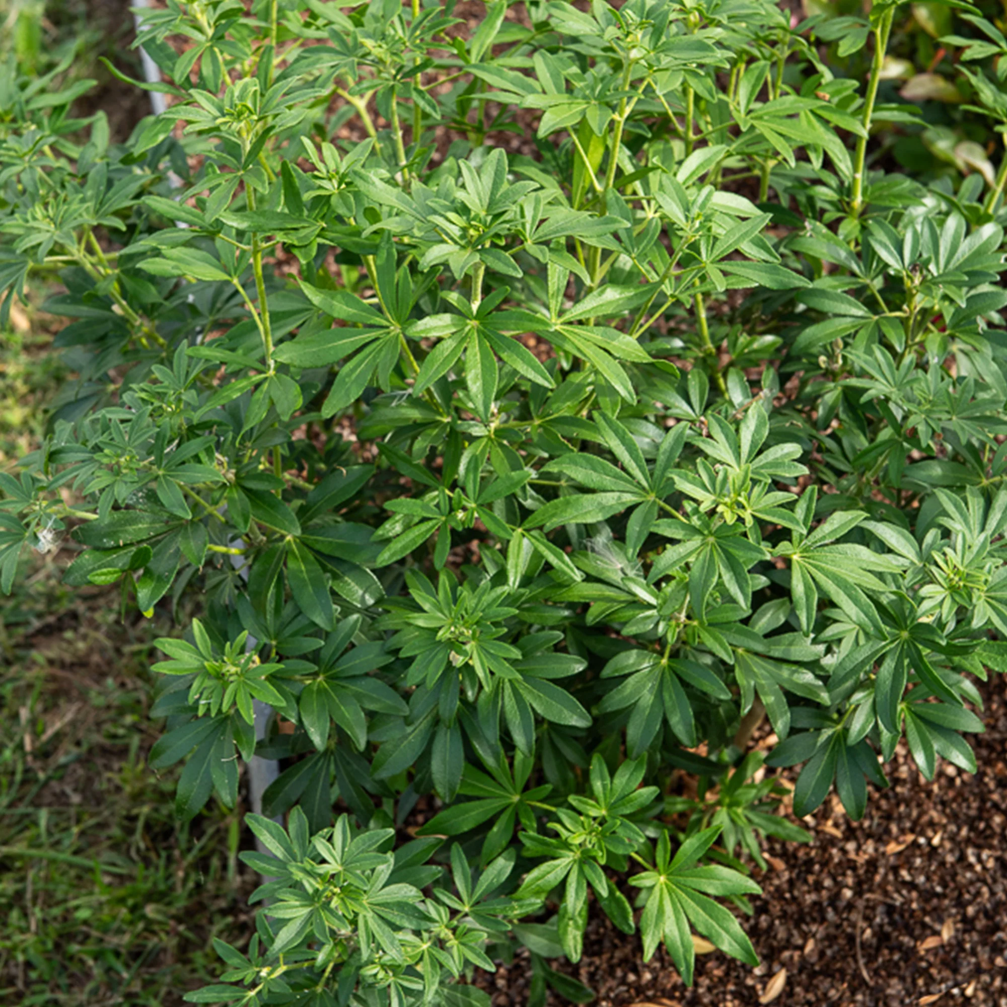 Oranger du Mexique Greenfingers®
