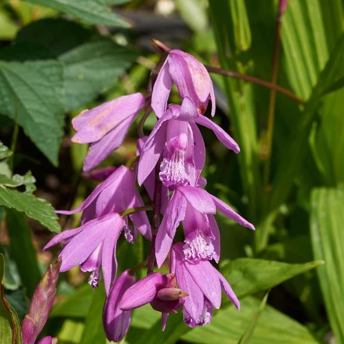 Orchidée Jacinthe - Bletilla striata