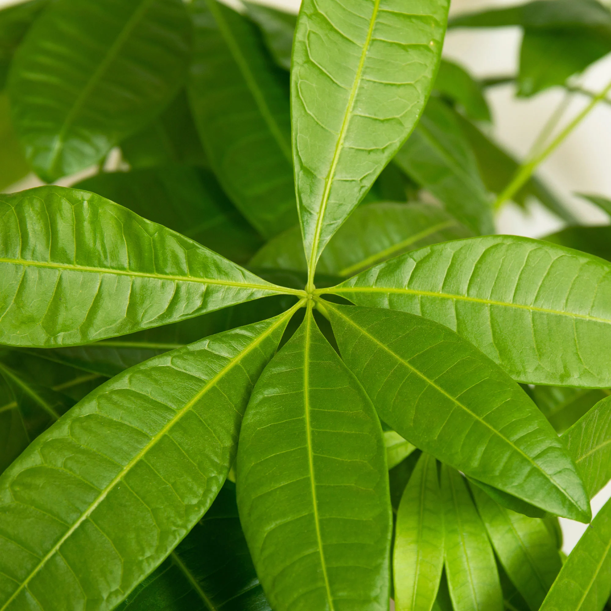 Pachira aquatica tressé - Image 3