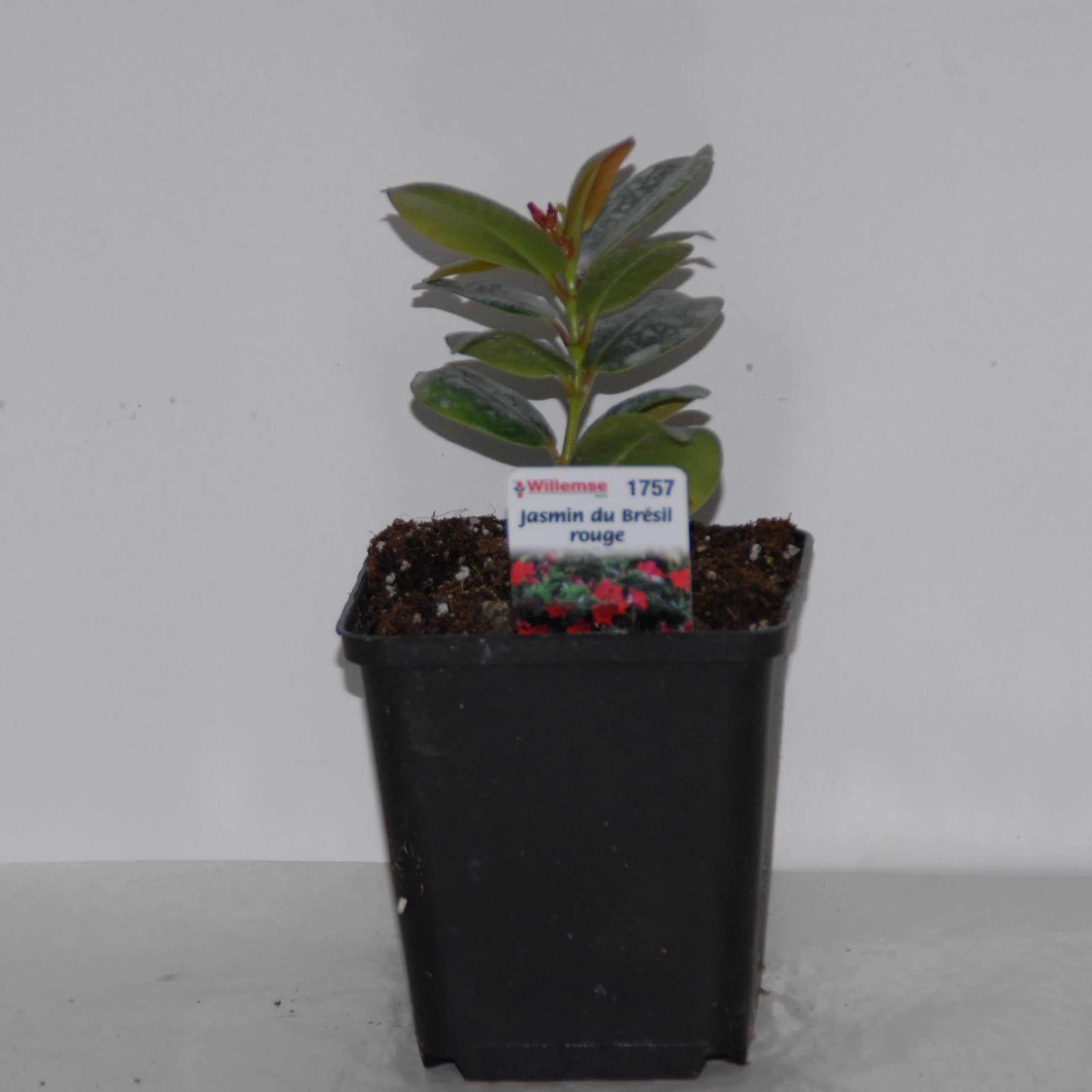 Pack 2 jasmins du Brésil rose Dipladenia - Image 3