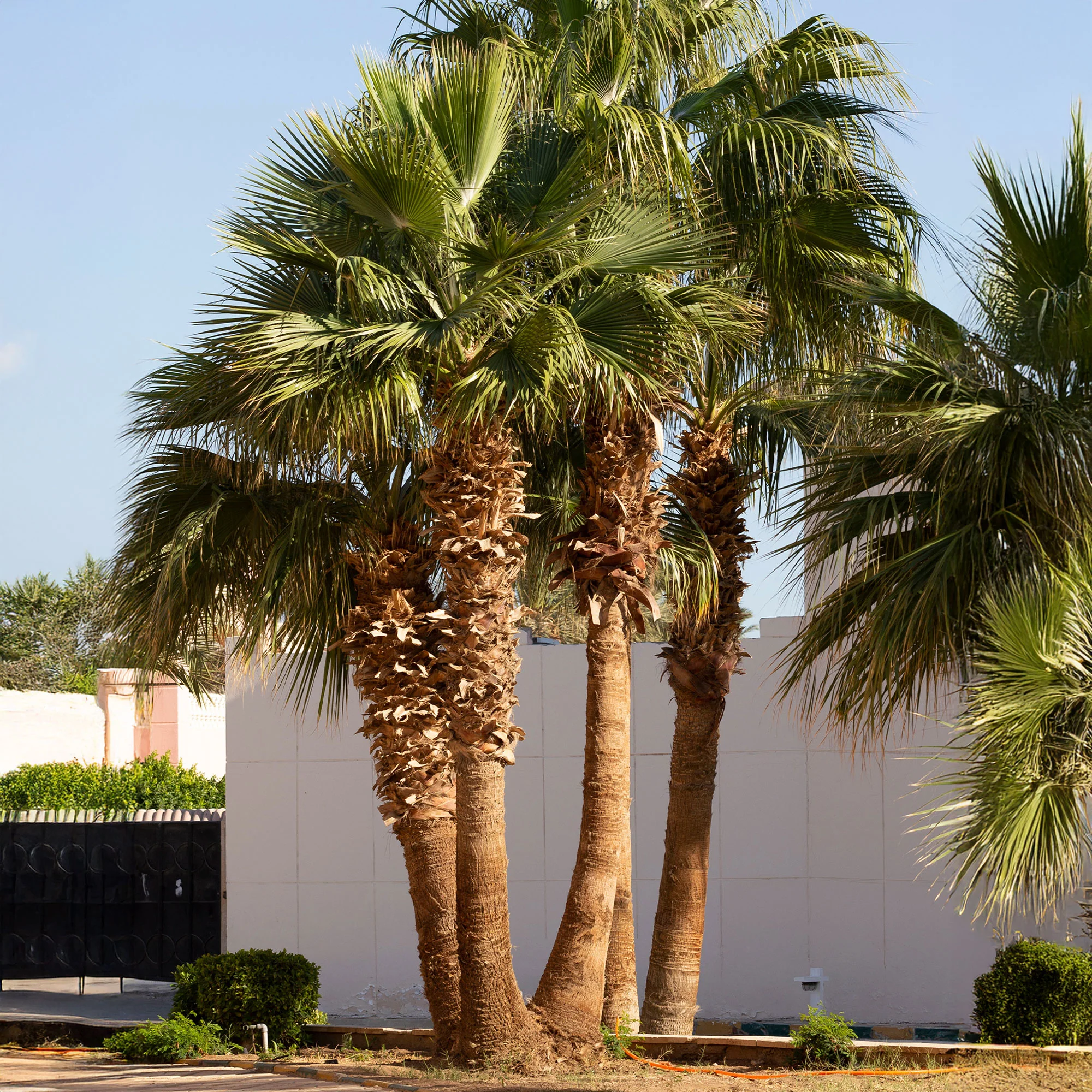 Palmier à jupon - Washingtonia filifera