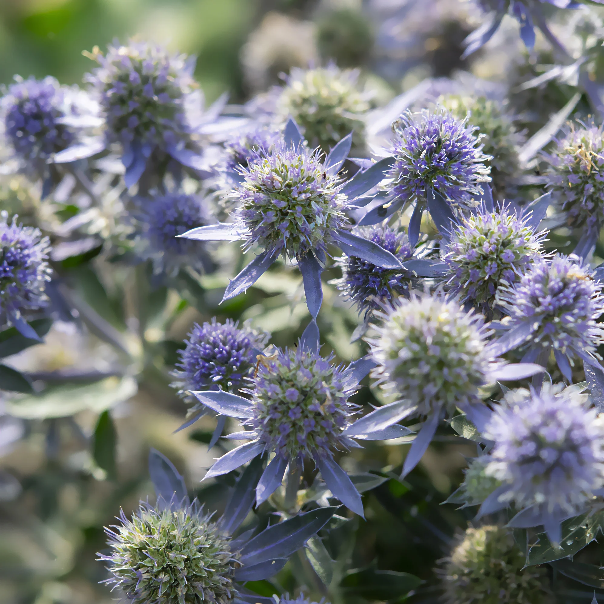 Panicaut à feuilles planes Blue Hobbit