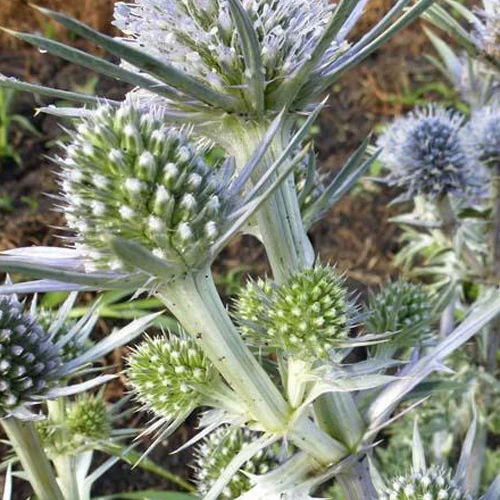 Panicaut de Bourgat