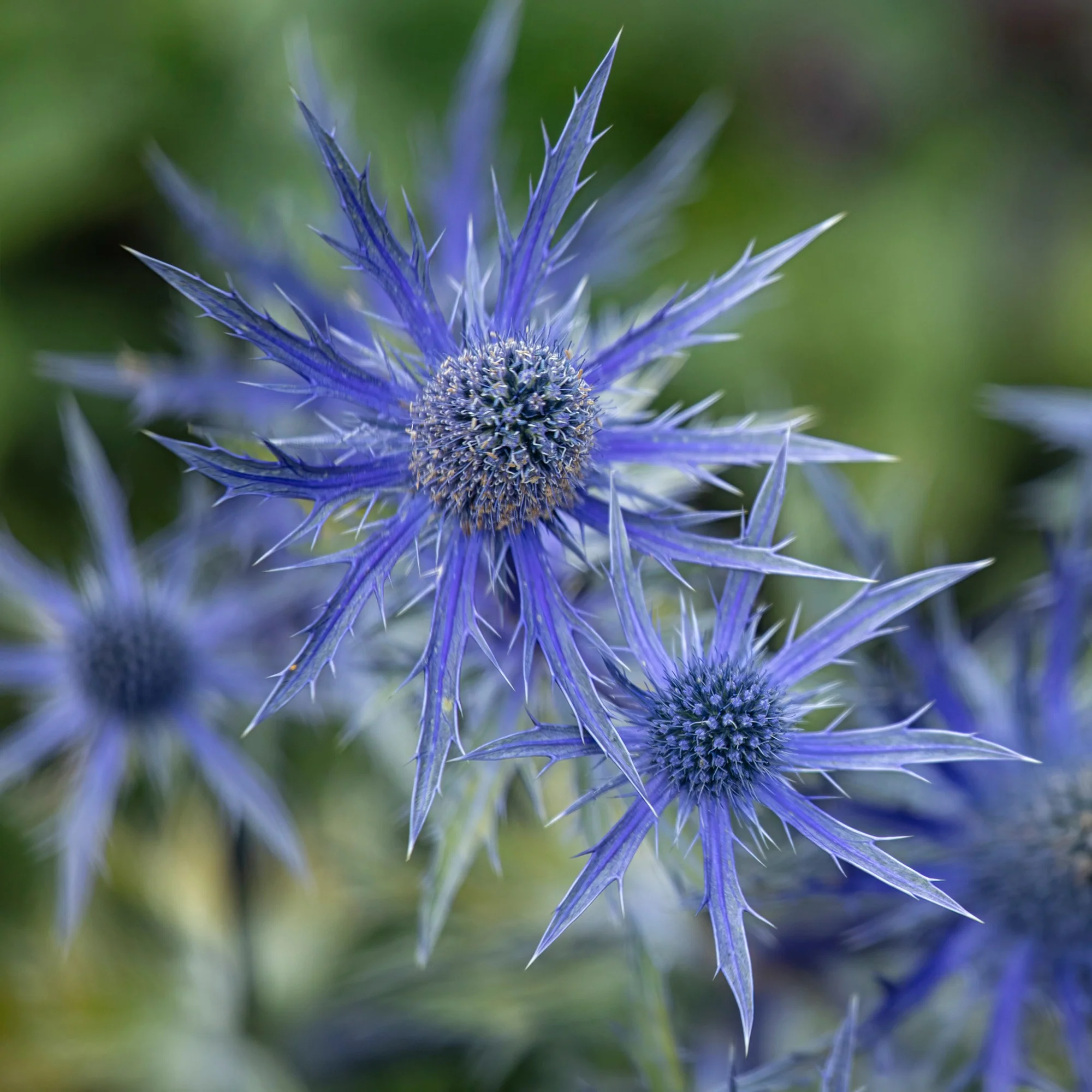 Panicaut hybride Big Blue - Image 3