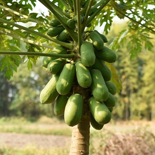 Papayer 'babaco' - Image 2