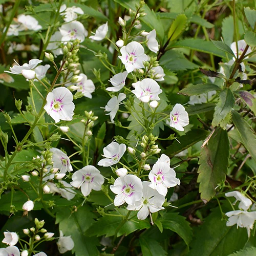 Parahébé Avalanche
