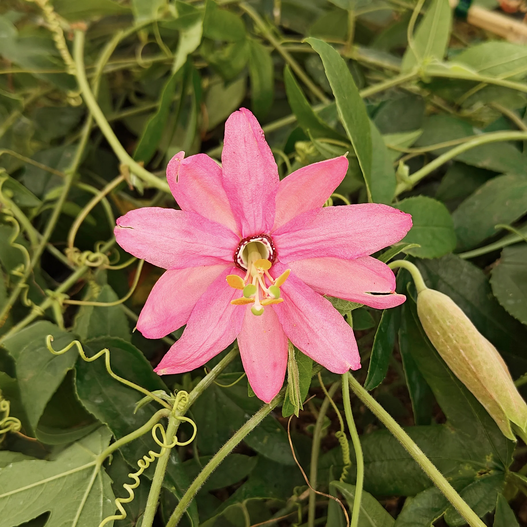 Passiflore banane