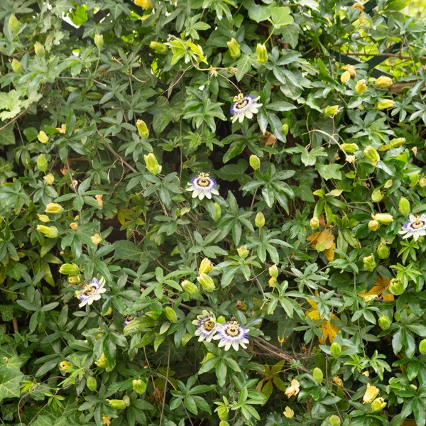 Passiflore bleue - Image 5