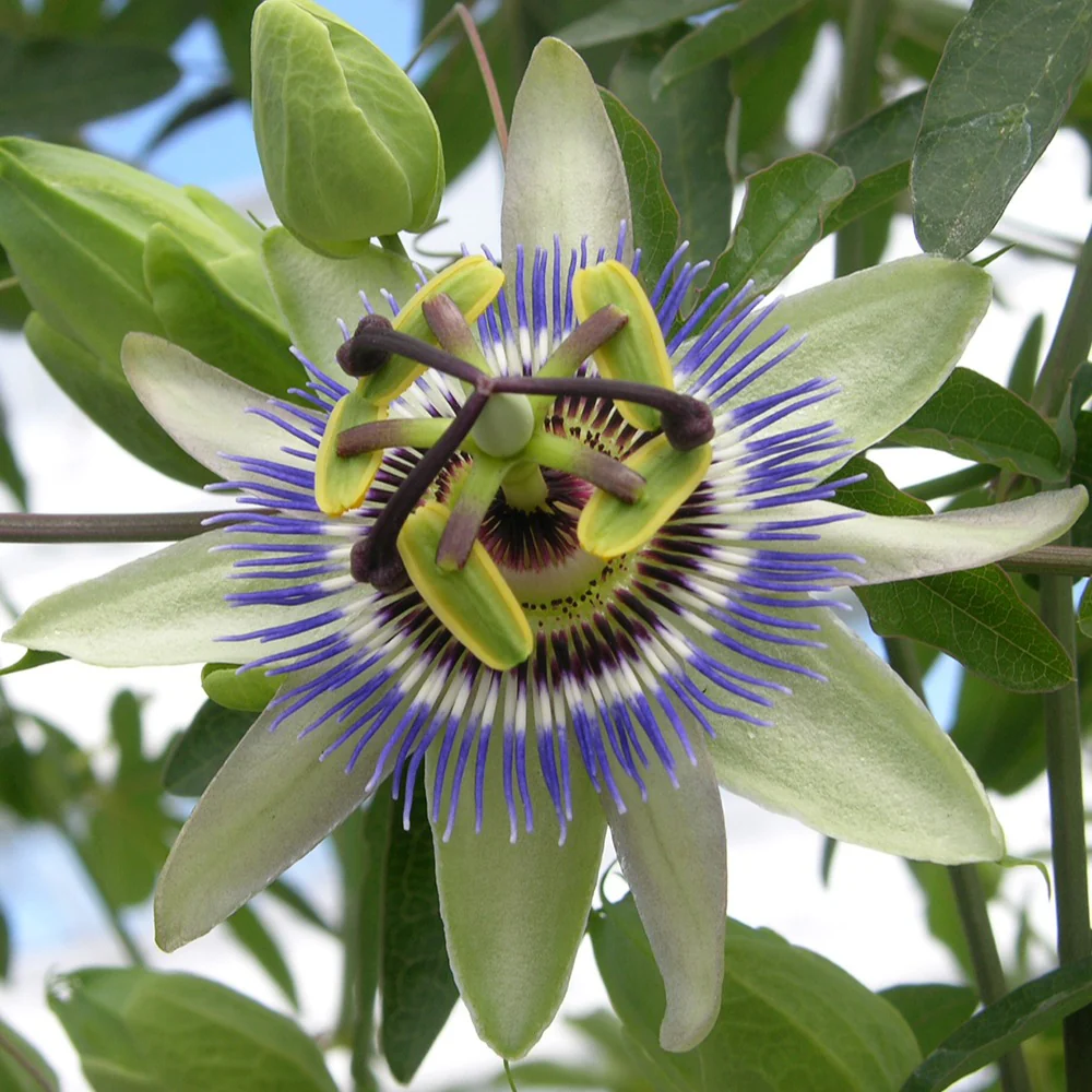 Passiflore bleue - Image 7