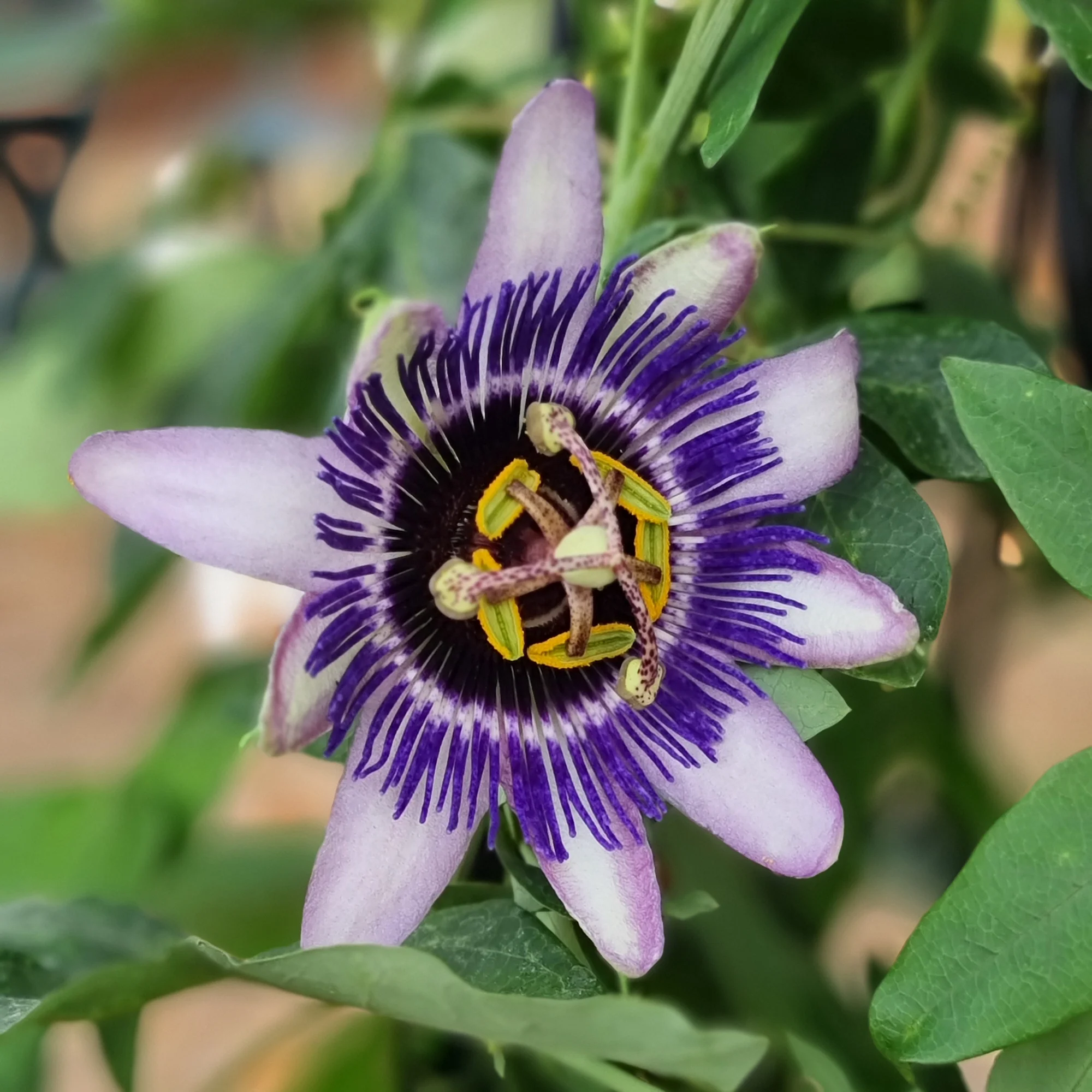Passiflore Damsel's Delight® - Image 4