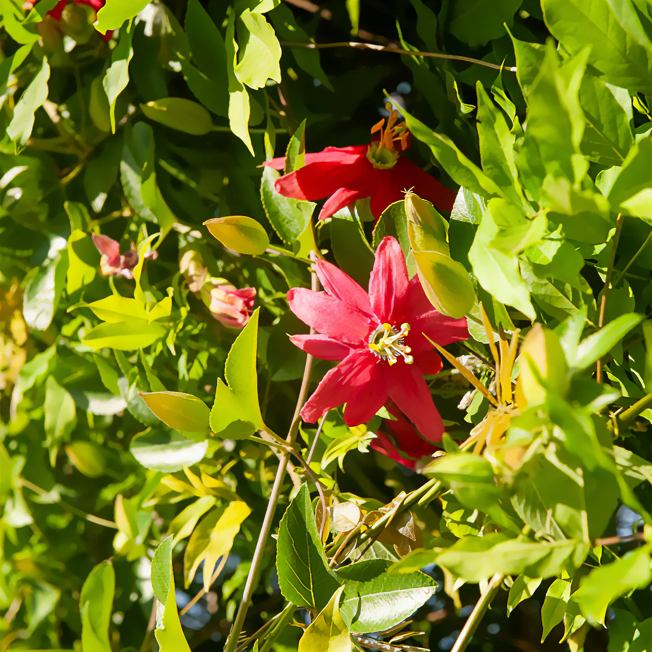 Passiflore exoniensis