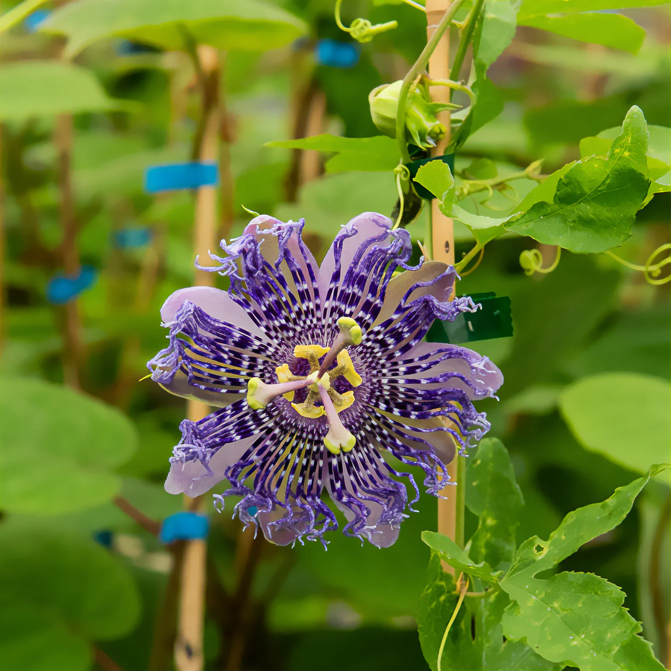 Passiflore Fata Confetto - Image 2