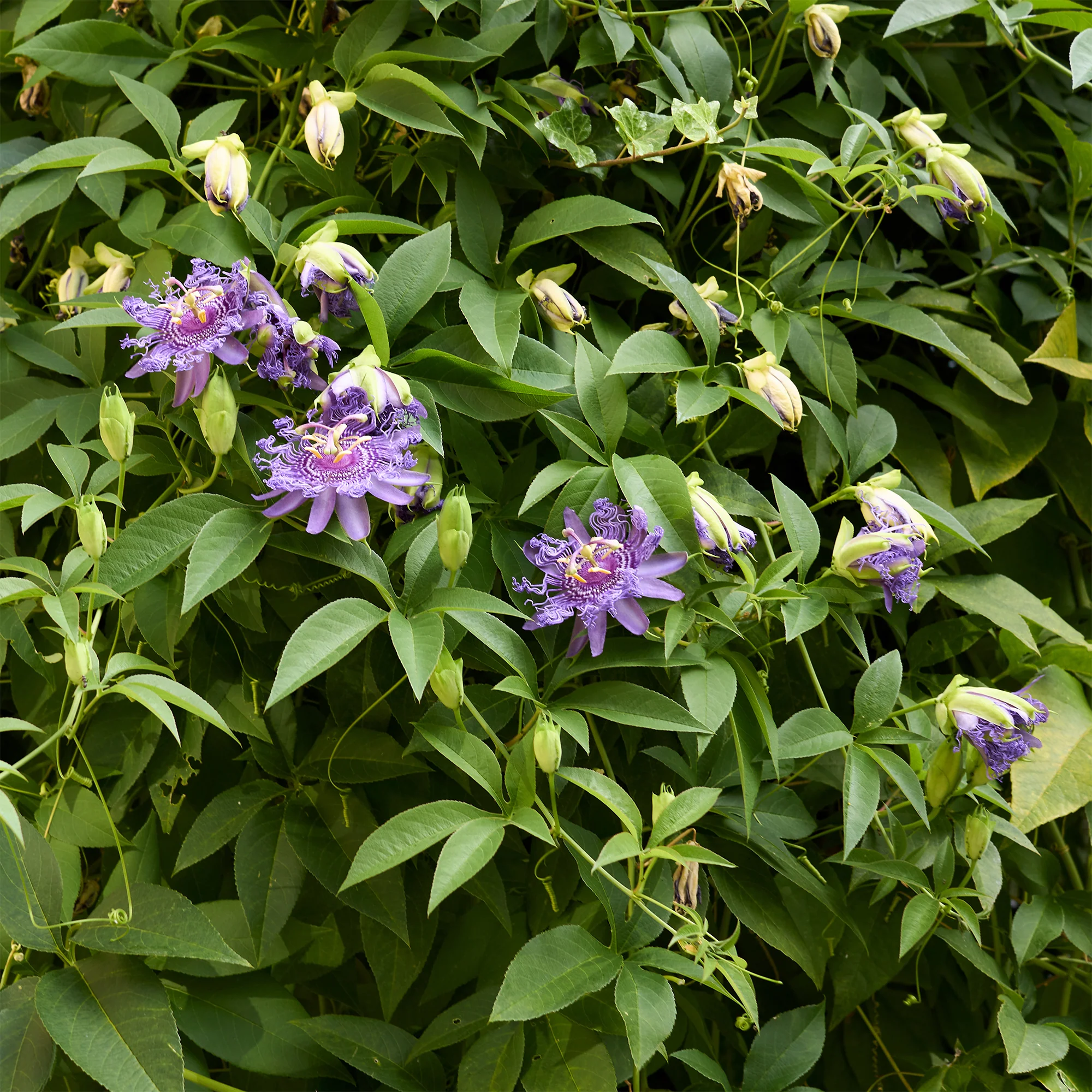Passiflore officinale - Image 2