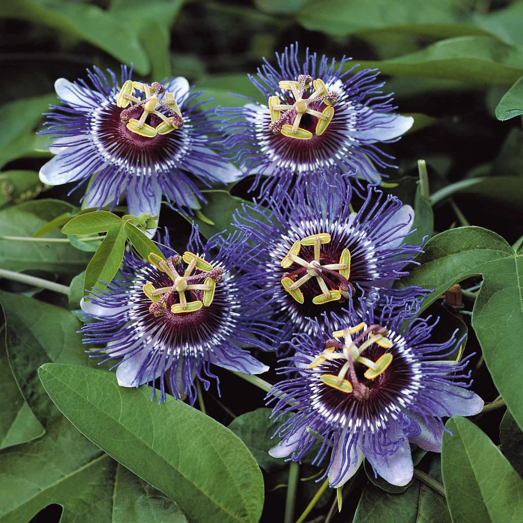 Passiflore Purple rain - Image 4