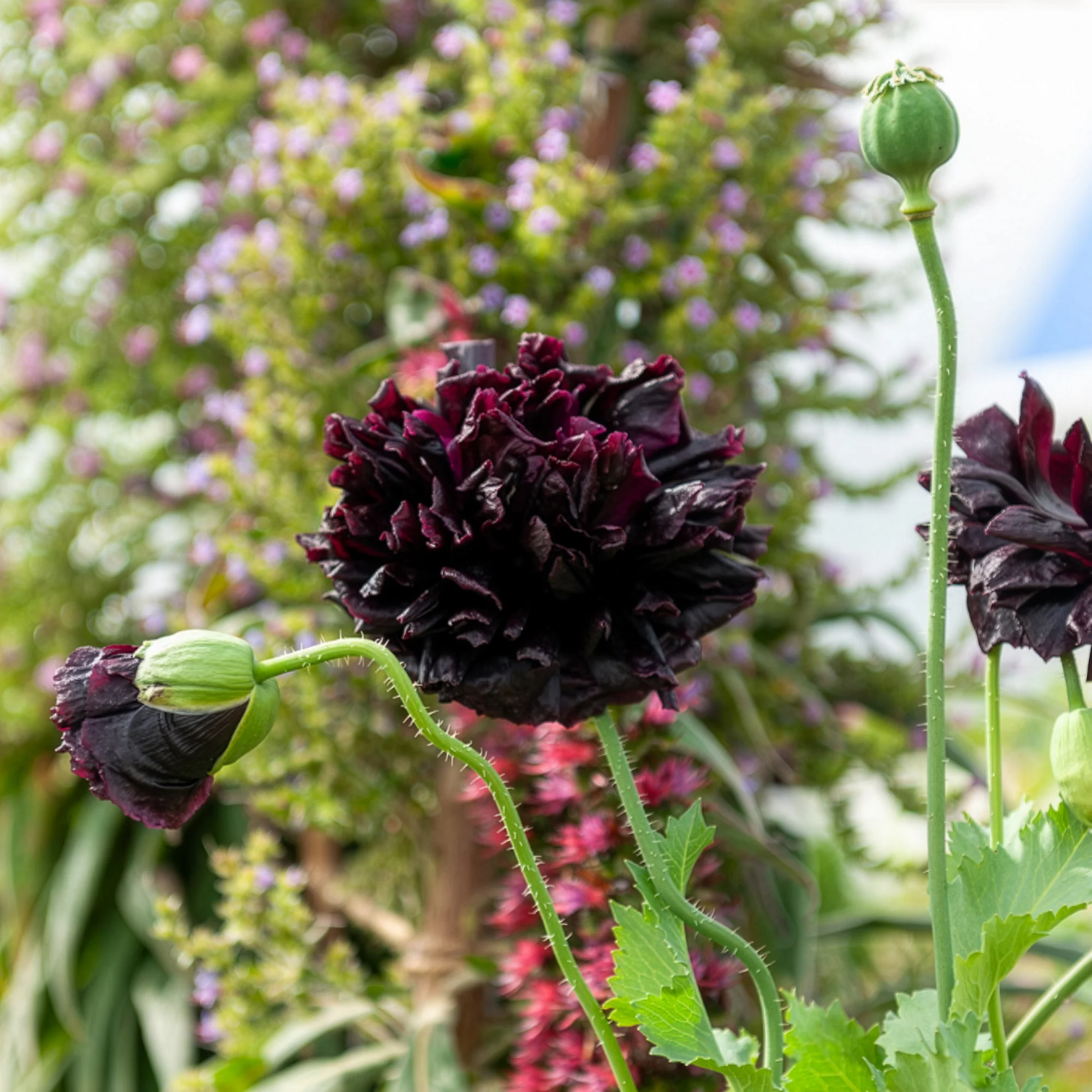Pavot annuel Black Peony
