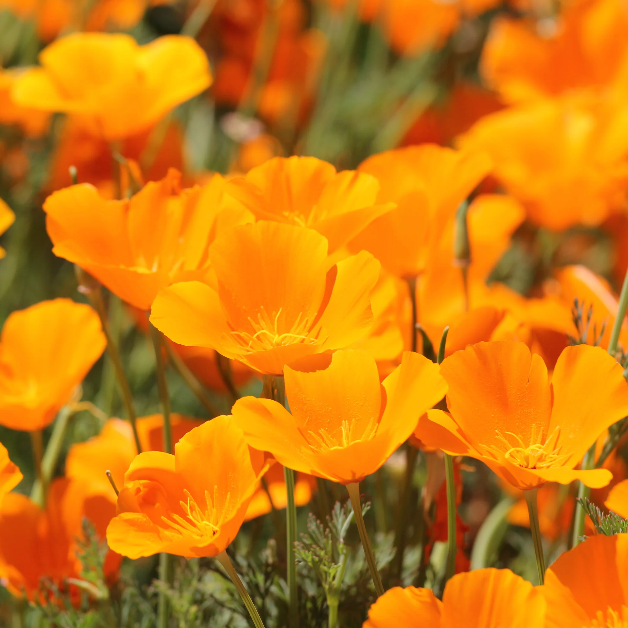 Pavot de californie 'Aurantiaca' - Image 3