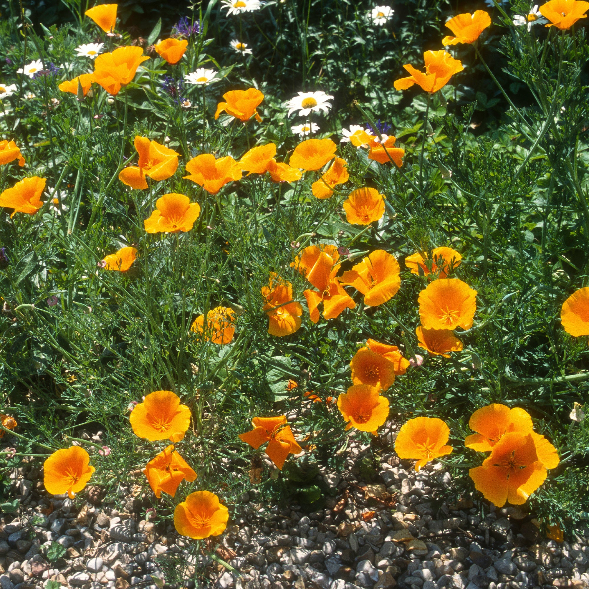 Pavot de californie 'Aurantiaca' - Image 4
