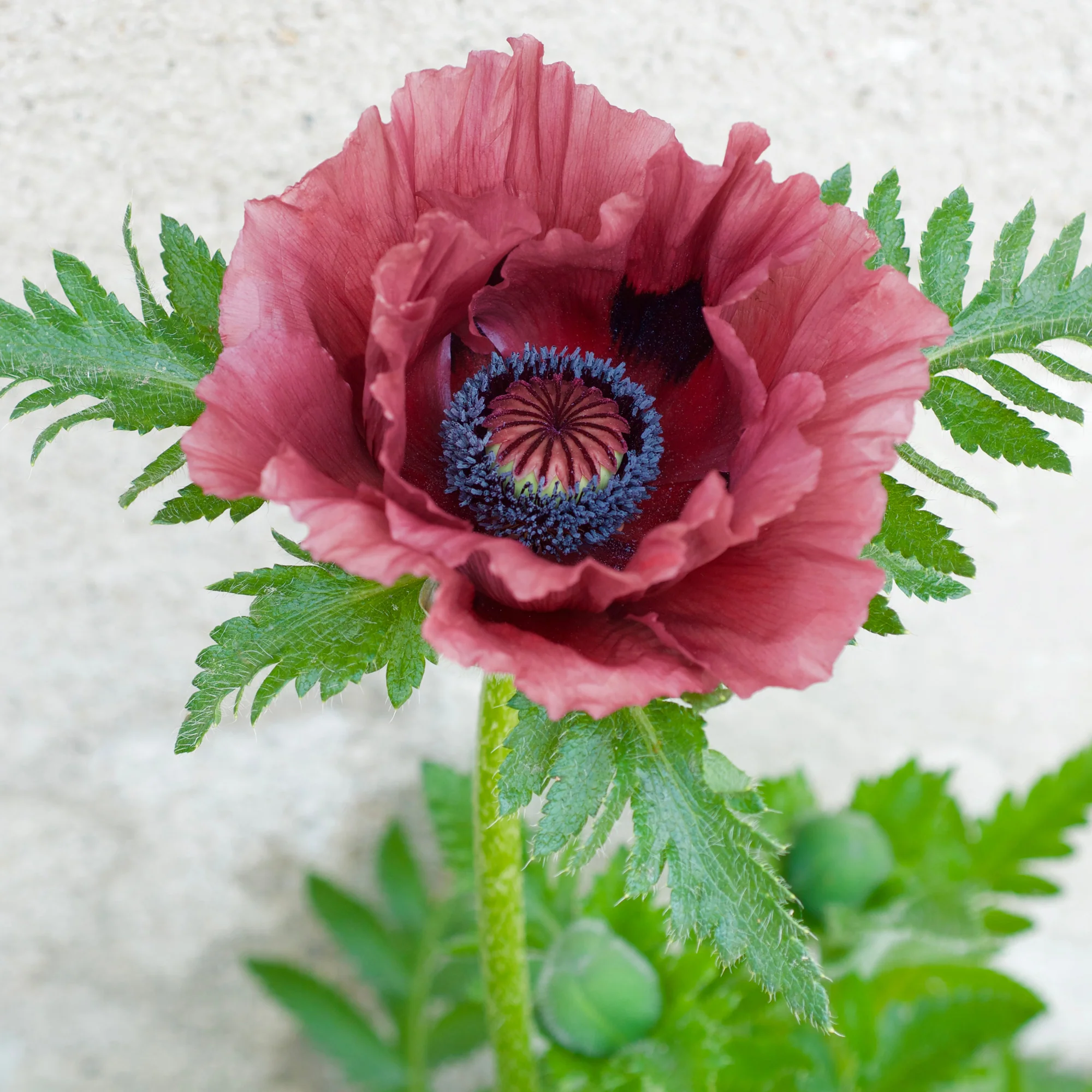 Pavot d'Orient Pattys Plum - Image 2